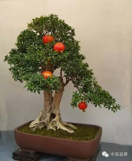 粗犷自然的果树盆景欣赏
