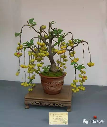 粗犷自然的果树盆景欣赏