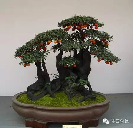 粗犷自然的果树盆景欣赏