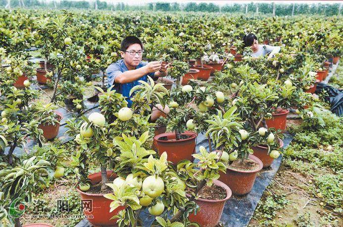 果树盆景的市场潜力很大