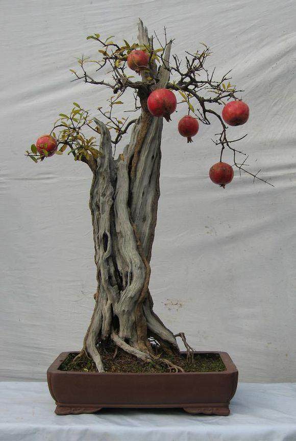 盆景种植是将现代果树栽培技术与传统盆景艺术相结合