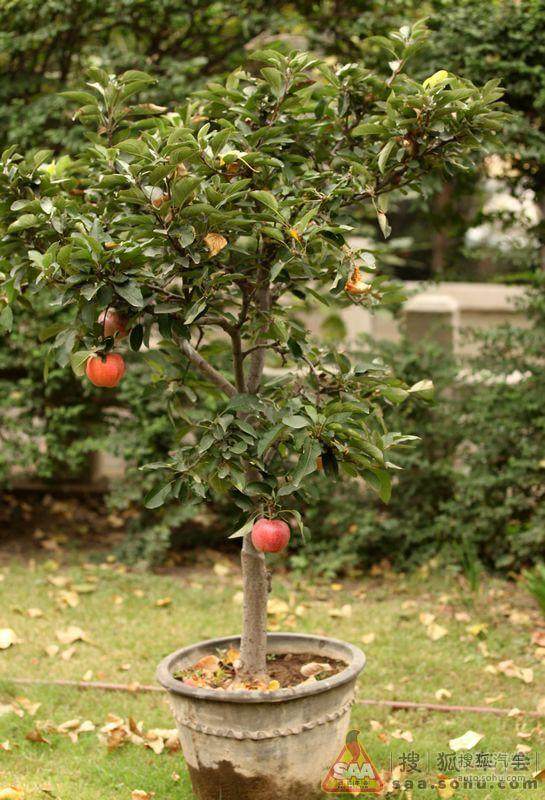袖珍果树盆景初步定价在2000至5000元一盆