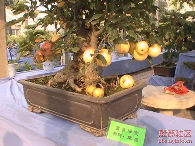 果树盆景可以四季开花