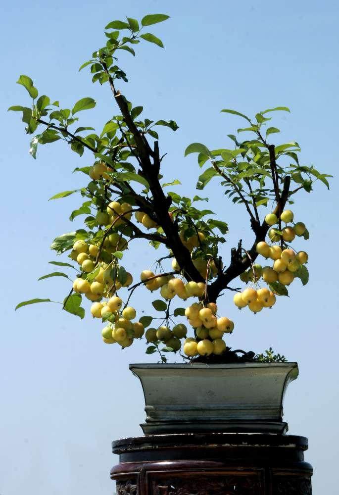 北方果树盆景行业领军人物