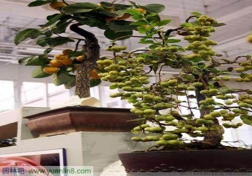 辽中果农把苹果树做成盆景卖出了4万