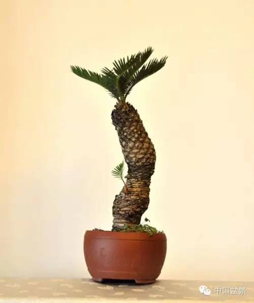 微型盆景欣赏与养护技巧