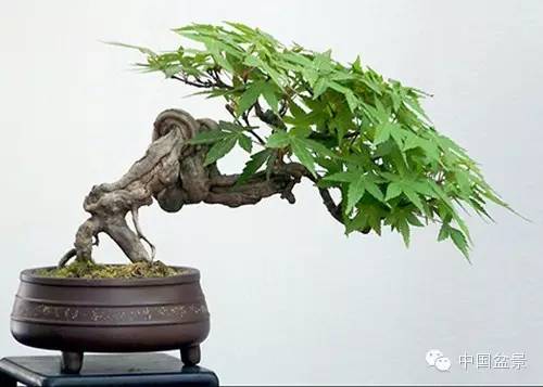 微型盆景欣赏与养护技巧