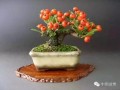 微型盆景欣赏与养护技巧