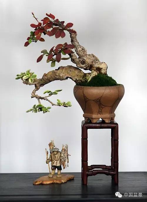 微型盆景欣赏与养护技巧