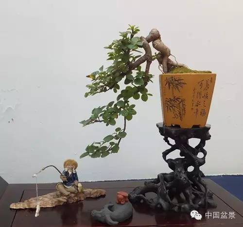 微型盆景欣赏与养护技巧