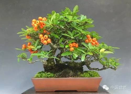 微型盆景欣赏与养护技巧