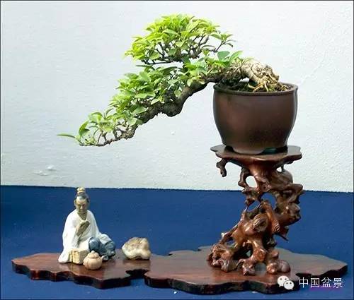 微型盆景欣赏与养护技巧