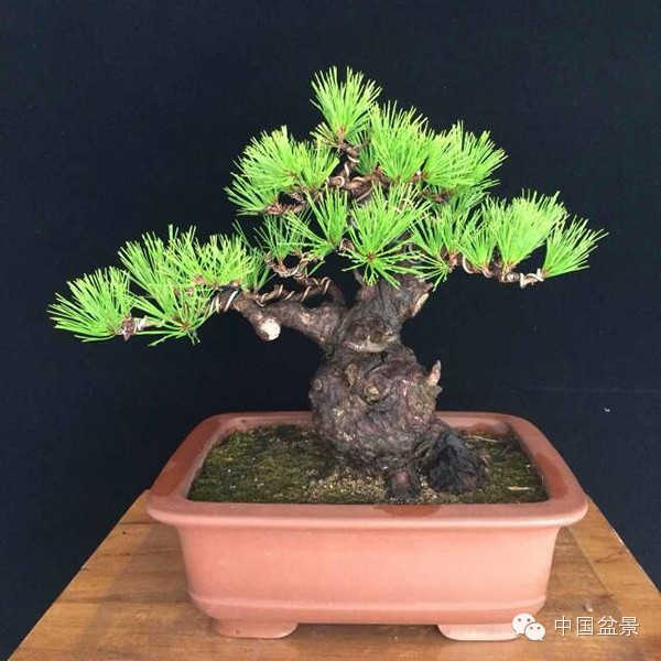 微型盆景欣赏与养护技巧