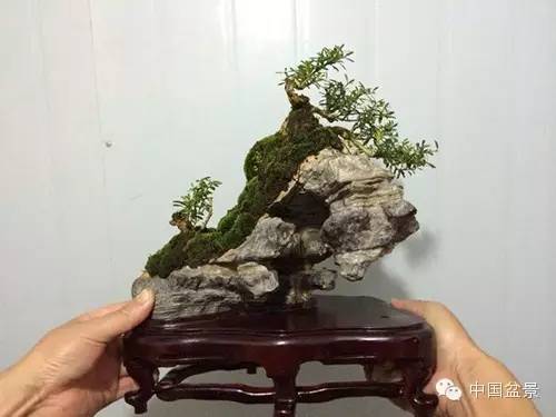 微型盆景欣赏与养护技巧