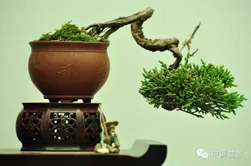 微型盆景欣赏与养护技巧