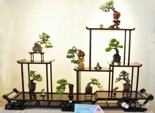 微型盆景欣赏与养护技巧