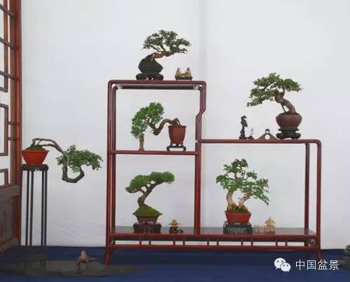 微型盆景欣赏与养护技巧