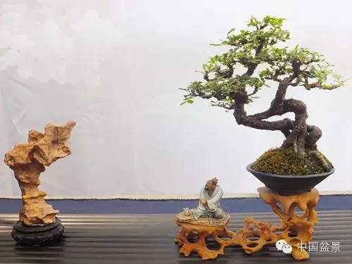 微型盆景欣赏与养护技巧