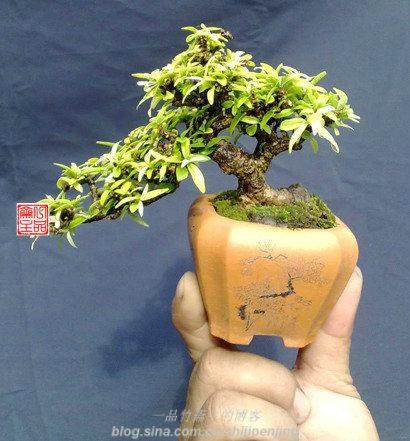 日本微型盆景赏析