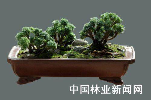 一盆微型苹果盆景树能卖到1.8888万元