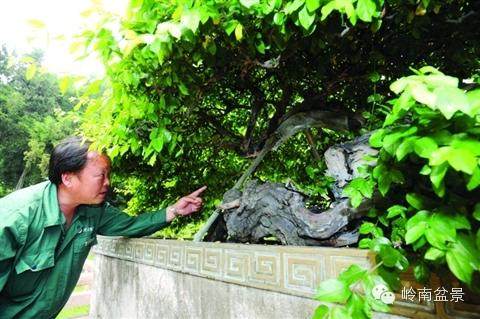 大师风采朱子安与盆景园