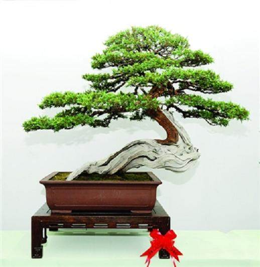 朱子安苏派盆景主要创始人之一