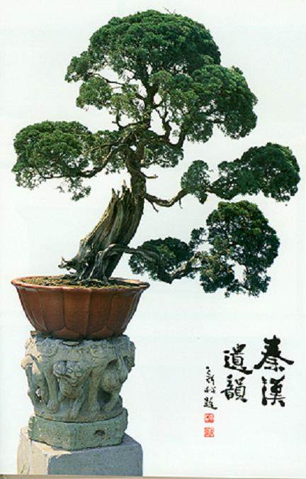 一代宗师朱子安和他的盆景艺术