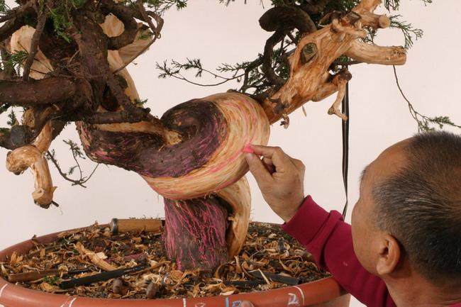 郑诚恭先生第五期松柏类盆景丝雕技艺