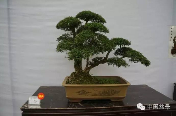 川派盆景专题展获奖作品欣赏