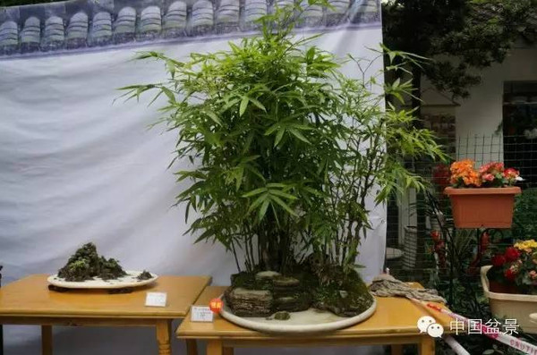 川派盆景专题展获奖作品欣赏