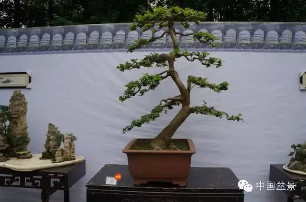 川派盆景专题展获奖作品欣赏