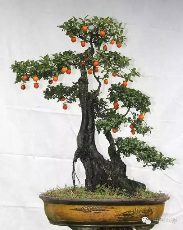 川派盆景专题展获奖作品欣赏