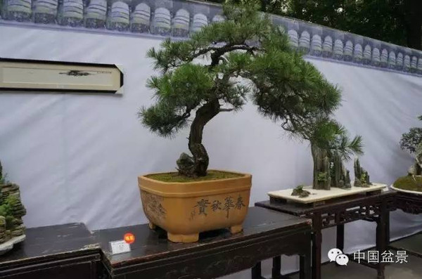 川派盆景专题展获奖作品欣赏