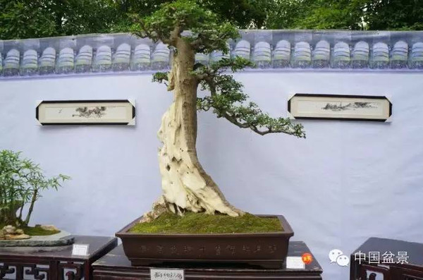 川派盆景专题展获奖作品欣赏