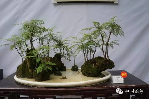 川派盆景专题展获奖作品欣赏