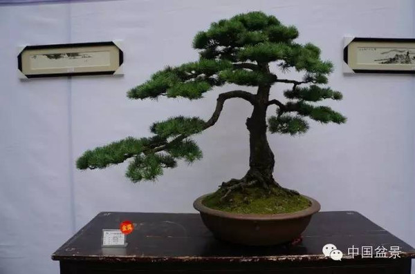 川派盆景专题展获奖作品欣赏