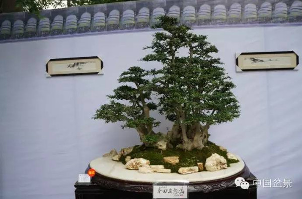 川派盆景专题展获奖作品欣赏