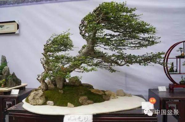 2013年川派盆景展览在百花潭公园举行