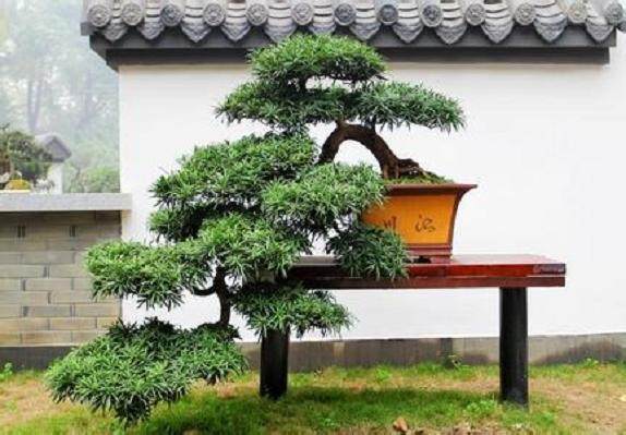 川派盆景传承基地在都江堰市安龙镇挂牌