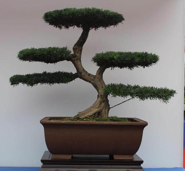 2013大青城川派盆景艺术节开幕