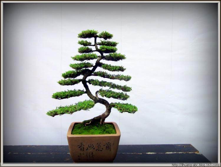 介绍两件川派自然式盆景