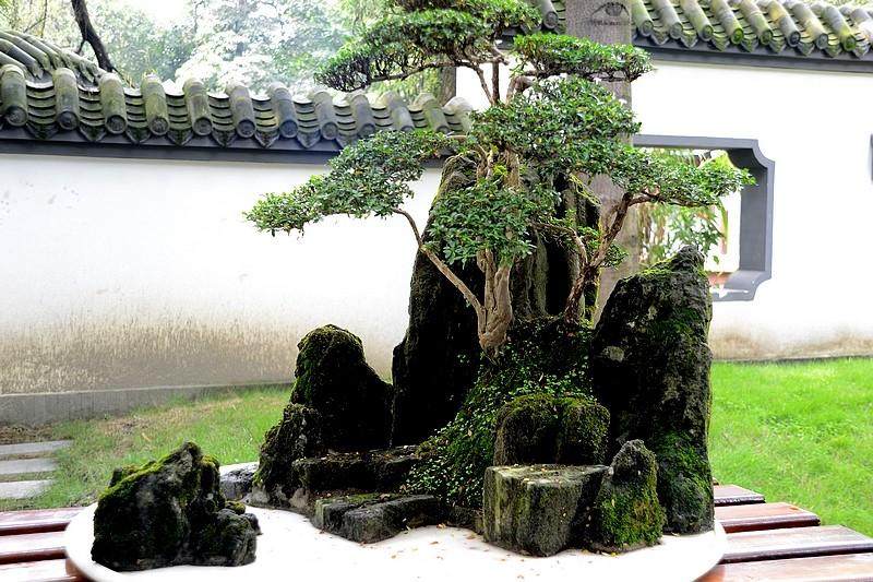 江堰市南端的安龙镇川派盆景的发祥地