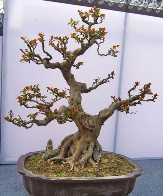 全新的川派盆景园在百花潭公园开园