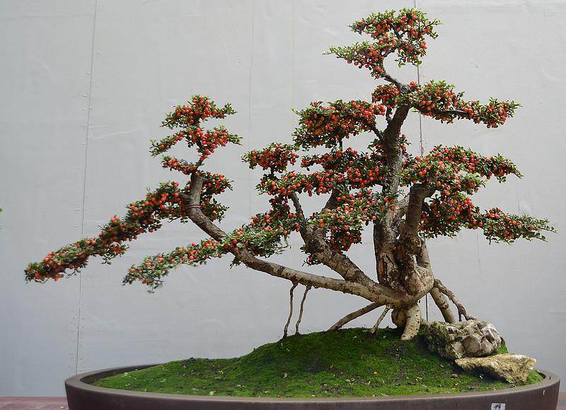 川派盆景展添美黄金周