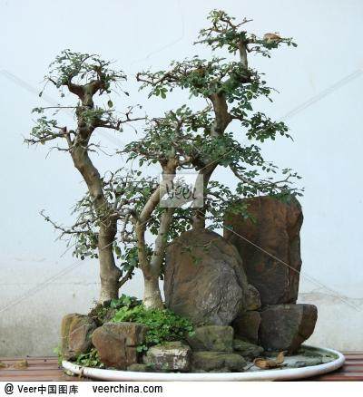 川派盆景发展需要挖掘和培育传承人