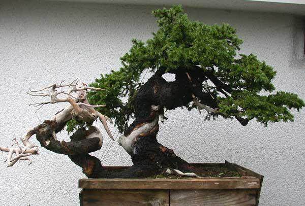 外国人谈盆景风格