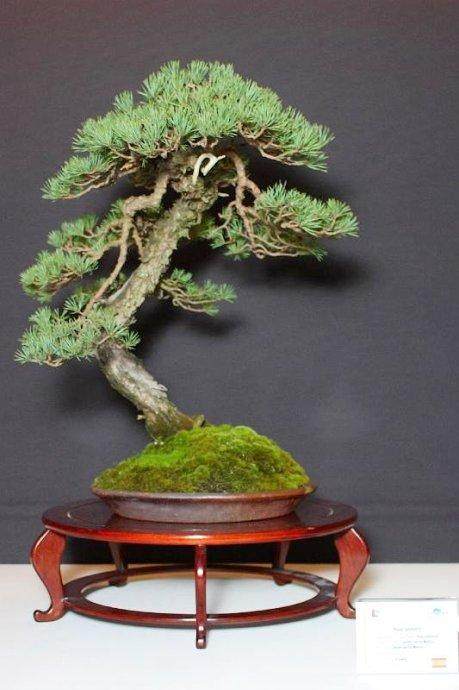 中国盆景来自外国盆景网站的译文