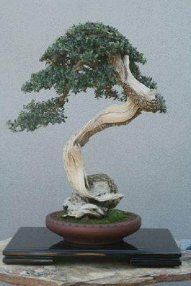 如何购买外国盆景种子?