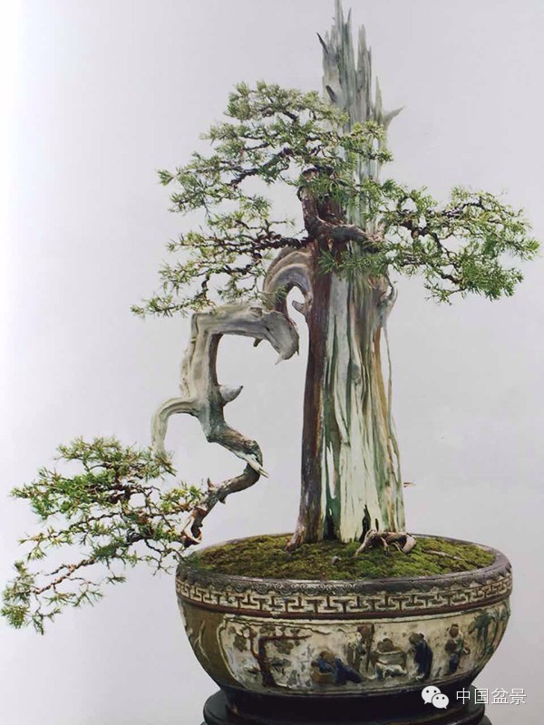 盆景树桩的色泽与用盆的颜色有讲究