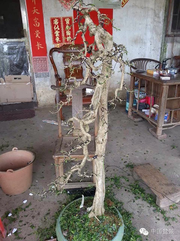 盆景树桩的色泽与用盆的颜色有讲究